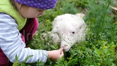 孩子在<strong>村子</strong>里玩一只小羊。 女孩喂白羊草